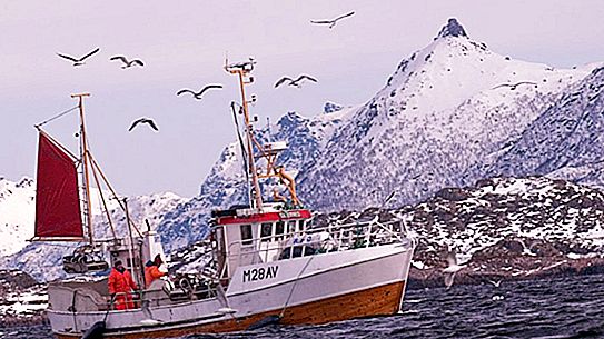Vendetta dell'albatro: come gli uccelli marini espongono i pescatori illegali