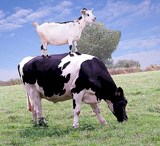 Warum verwöhnt eine Kuh eine Tortilla und eine Ziege eine Erbse? Die Frage ist lustig, aber die Antwort ist ernst!