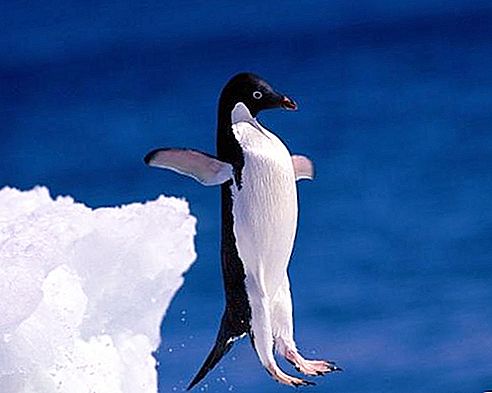 Perché il pinguino non vola: l'opinione degli scienziati moderni