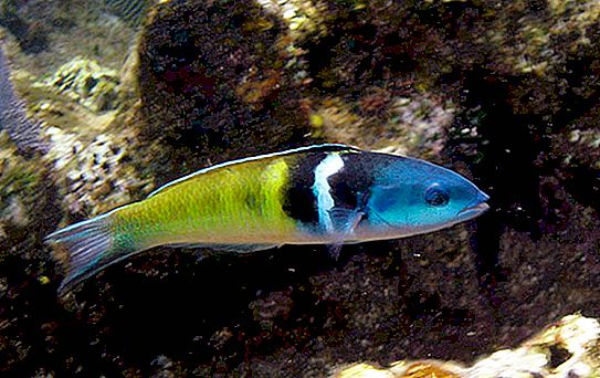"The struggle for power": why do blue-headed bastards, fish from the Caribbean, change their gender