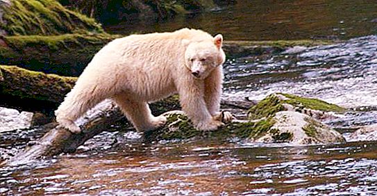 El nom més popular per a l'ós és Misha.