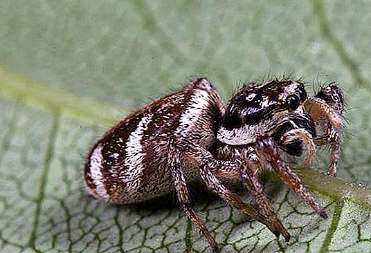 Có bao nhiêu con nhện sống? Tuổi thọ của các loại nhện khác nhau