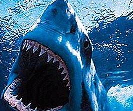 शार्क के कितने दांत होते हैं? गिनती नहीं किया जा सकता