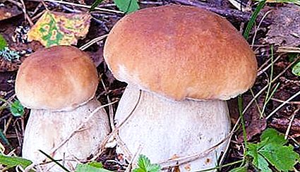 Everything for mushroom pickers: when picking porcini mushrooms