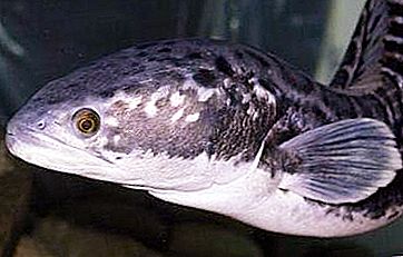 Snakehead - žuvis, lengvai judanti sausumoje