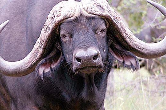 Búfalo africano: descrição, variedades