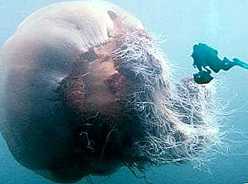 Água-viva do Ártico - a maior água-viva do mundo