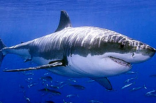 Velký bílý žralok - oceán hrom
