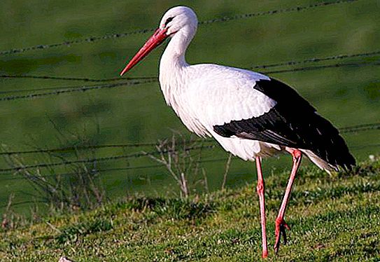 What do storks eat? Stork bird: species, description, photo, habitat