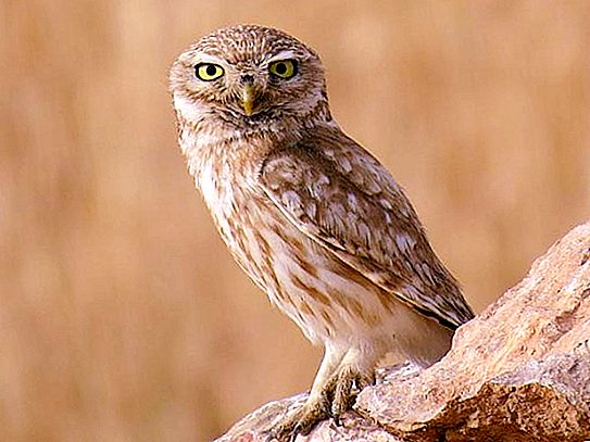 House Owls. Owl - photo. Night bird of prey