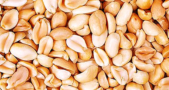 Where and how does peanuts grow? Useful properties and calorie content of peanuts