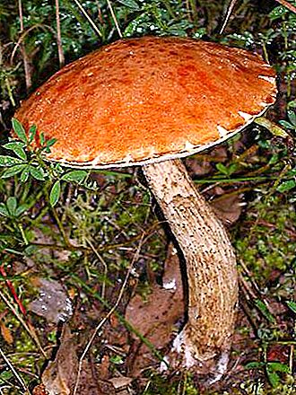 O cogumelo é laranja. Como distinguir cogumelos comestíveis e venenosos