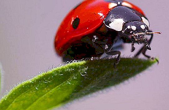 Kaip veisiama ladybug? Trumpas vabzdžio aprašymas