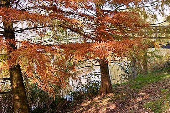 Swamp cypress: description, planting and care