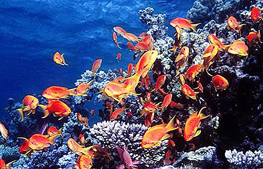 Red Sea (Egypt) - a unique ecosystem