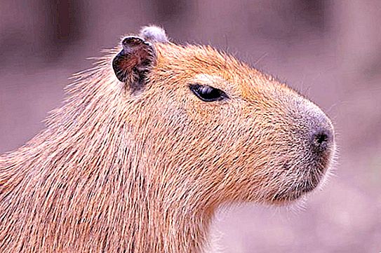 Who is he the largest rodent in the world?