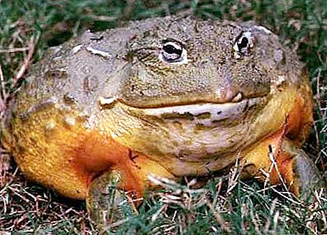 Bullfrog - bir doğa mucizesi