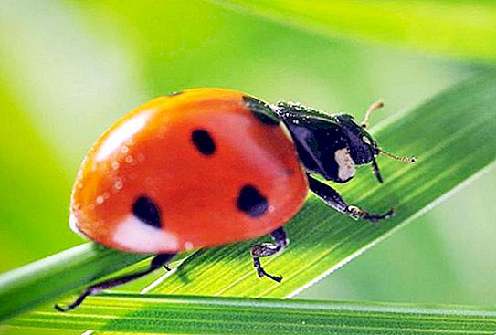 Mažas, bet ištrintas. Ką valgo ir kaip vystosi ladybug?