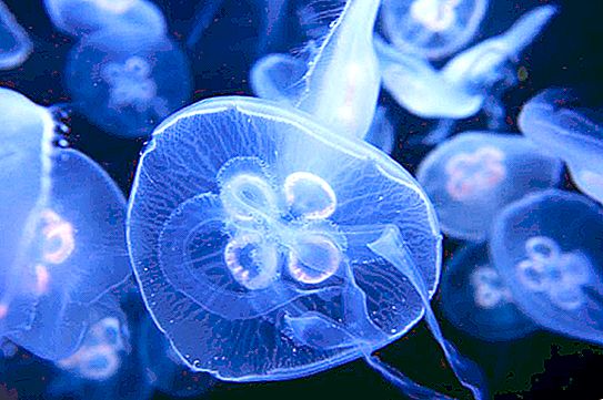 奥雷利亚水母：描述，内容特征，繁殖。 Aurelia-耳水母