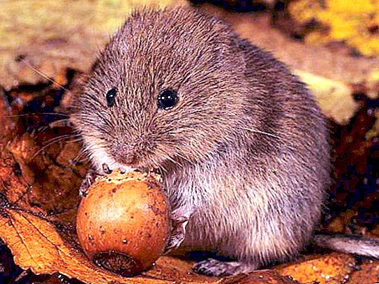 Common vole: species description, habitat and interesting facts
