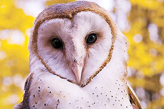 Barn Owl: beskrivelse, habitat, foto