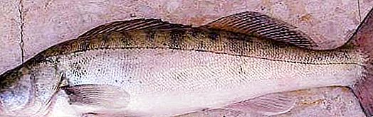 Cá rô pike phổ biến: mô tả, lối sống, dinh dưỡng