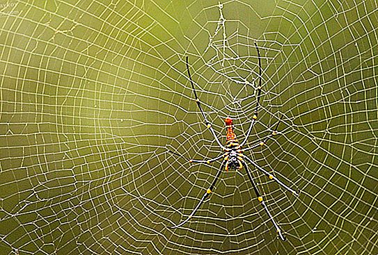 Nefila zirneklis - izplatība, dzīvesveids, izskata apraksts