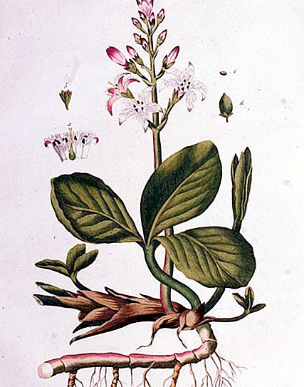 Shamrocki taim: kirjeldus fotoga, välimus, õitsemisperiood, puuviljad, kasulikud omadused, terapeutiline toime, näpunäited ning paljundamise ja hooldamise reeglid