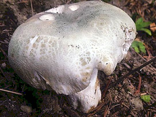 Edible russula: photo, description, how to distinguish from inedible?