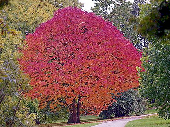 Amerikanskt askträd: där det växer, beskrivning, foto