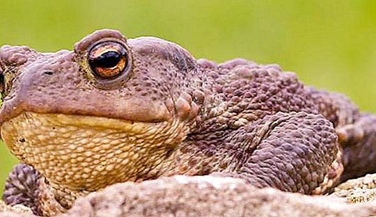 Земната жаба е земноводно с лоша репутация. Така ли е?