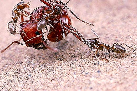 Co mrówki jedzą w naturze?