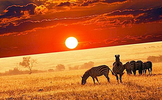 Wildlife of Africa, seine Merkmale und Beschreibung