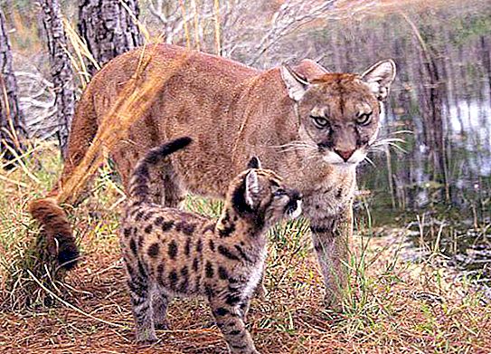 Hvor bor cougaren i naturen?