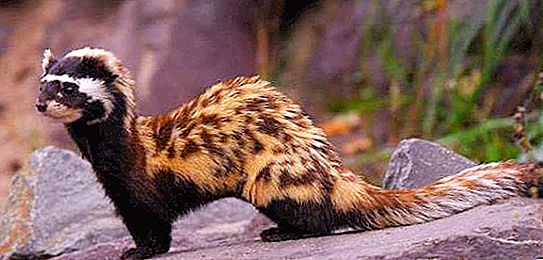 Dressing ferret: description, habitat, breeding