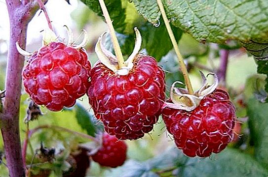 Berry liar. Nama buah beri liar (blueberries, tulang, lingonberries, blueberries, cranberry)
