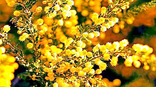 Den mest karakteristiska representanten för Australiens flora - gyllene akacia eller mimosa