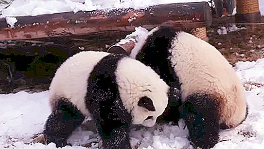 Şimdiye kadarki en şirin videolardan biri: karda iki dev panda frolic