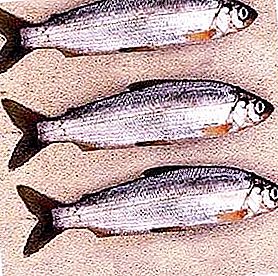 Pesce Tugunok: descrizione, proprietà utili, dove si trova e come catturare