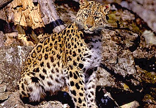 远东豹-濒临灭绝的大猫