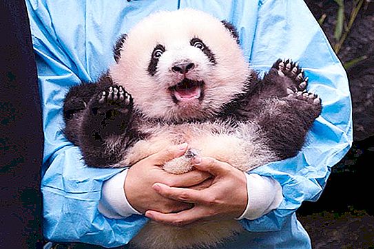 To gigantiske pandaer født i Belgia mottok en gullpris