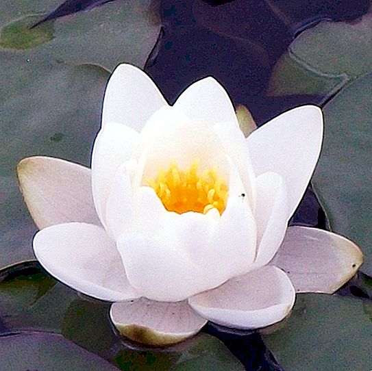 Where do water lilies grow? Description and photos of water lilies