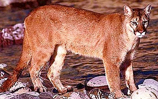 マウンテンライオンは大きくて略奪的な猫です。 動物の生殖、栄養、写真