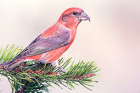 Klest is a forest songbird from the finch family. Klest-elovik: description, lifestyle