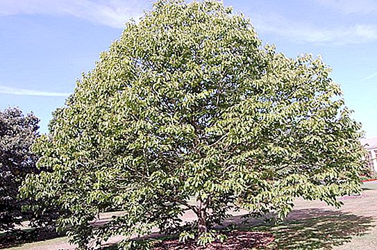 Şeker ağacı: bitkilerin tanımı, yetiştirilmesi ve kullanımı