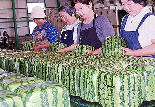 Firkantede vandmeloner er frugten af ​​menneskets opfindsomhed