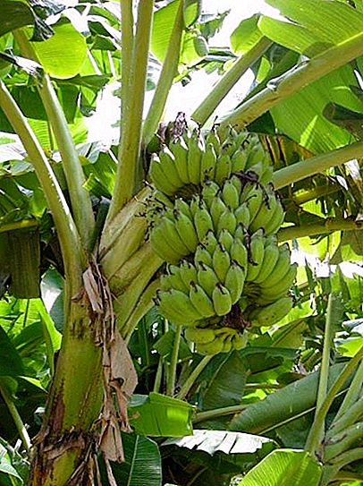 バナナは何で育つのですか？ ヤシの木の上にも、木の上にも