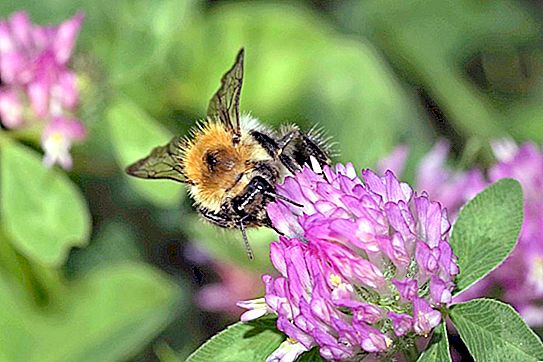 Insekter pollinerar blommor i städer bättre än på landsbygden: en ny studie