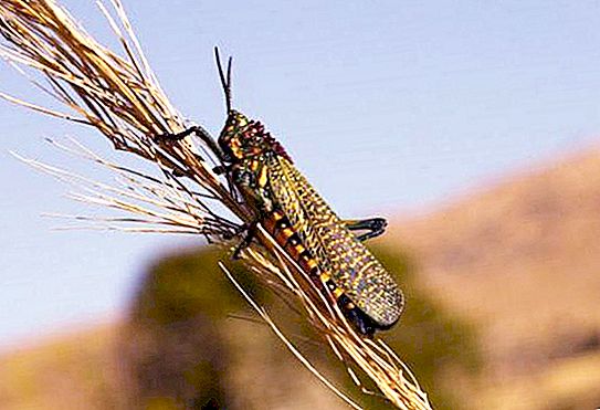 Locust invasion i hele Rusland