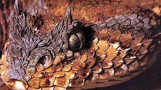 角毒蛇：描述，栖息地，生活方式